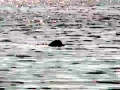 Southern Bottlenose Whale