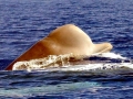 Southern Bottlenose Whale