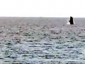 Southern Bottlenose Whale