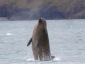Southern Bottlenose Whale