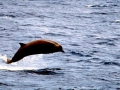 Southern Bottlenose Whale