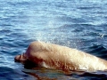 Southern Bottlenose Whale
