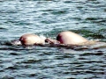 Southern Bottlenose Whale