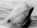 Southern Bottlenose Whale