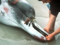 Southern Bottlenose Whale