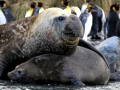 Southern Elephant Seal