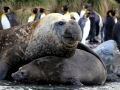 Southern Elephant Seal