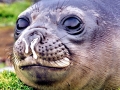 Southern Elephant Seal