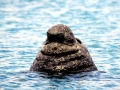 Southern Elephant Seal