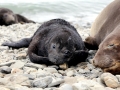 Southern Elephant Seal