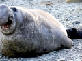 Southern Elephant Seal