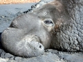 Southern Elephant Seal