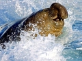 Southern Elephant Seal