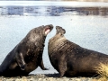 Southern Elephant Seal