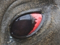 Southern Elephant Seal