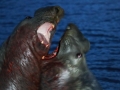 Southern Elephant Seal