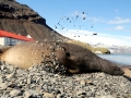 Southern Elephant Seal