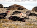 Southern Elephant Seal