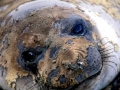 Southern Elephant Seal