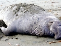 Southern Elephant Seal