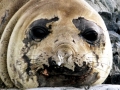 Southern Elephant Seal