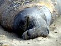 Southern Elephant Seal