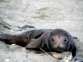 Southern Elephant Seal