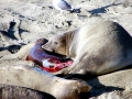 Southern Elephant Seal