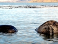 Southern Elephant Seal
