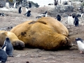 Southern Elephant Seal