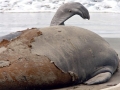 Southern Elephant Seal