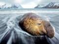 Southern Elephant Seal
