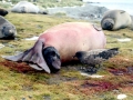 Southern Elephant Seal