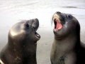 Southern Elephant Seal