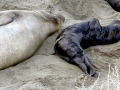 Southern Elephant Seal