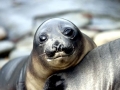 Southern Elephant Seal
