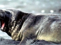 Southern Elephant Seal