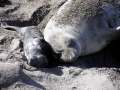 Southern Elephant Seal
