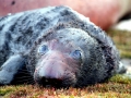 Southern Elephant Seal