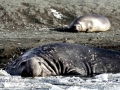 Southern Elephant Seal