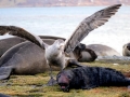 Southern Elephant Seal