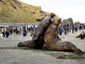 Southern Elephant Seal