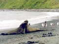 Southern Elephant Seal