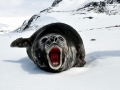 Southern Elephant Seal