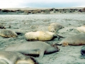Southern Elephant Seal