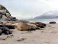 Southern Elephant Seal
