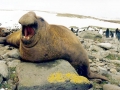 Southern Elephant Seal