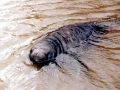 Southern Elephant Seal