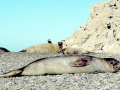 Southern Elephant Seal