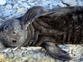 Southern Elephant Seal